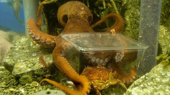 Setkání s obrovskými tichomořskými chobotnicemi