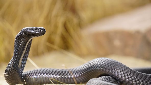 Nejnebezpečnější hadi světa (1)