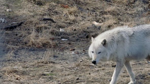 Vražedný národ II (1)