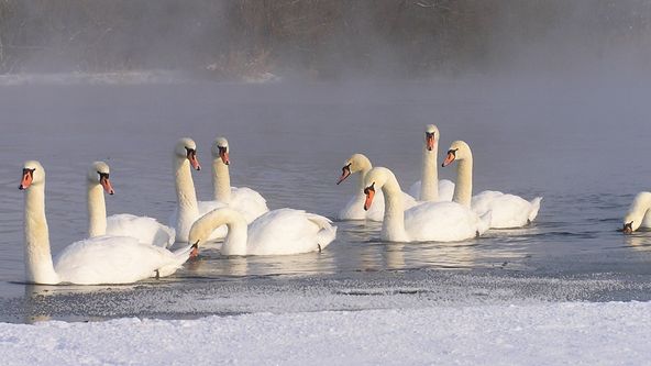 Velká ptačí migrace