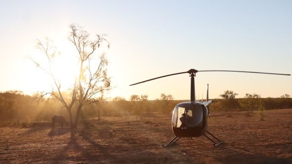 Australští lovci býků II (4)