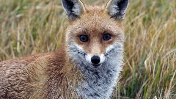 Zvířata na letišti