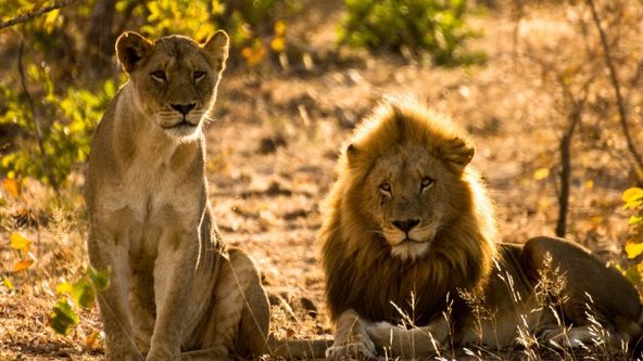 Linie predátorů (3)