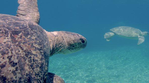 Korálová planeta (1)