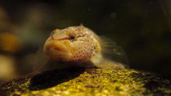 Zázračná planeta: Klenoty čínské přírody (3/3)