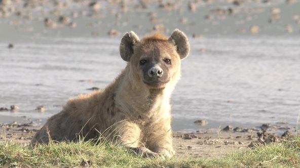 Království divočiny: Hyeny skvrnité, Tanzanie
