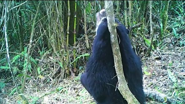 Království divočiny: Medvěd brýlatý, Ekvádor