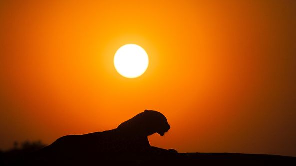 Dědictví levhartí královny