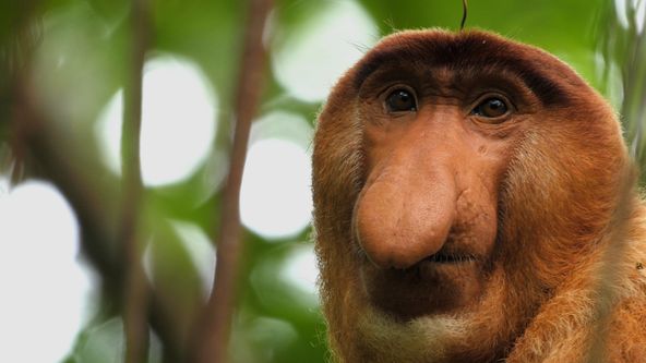 Opice a další primáti - naši nejbližší příbuzní