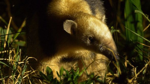 Pantanal - brazilský přírodní zázrak