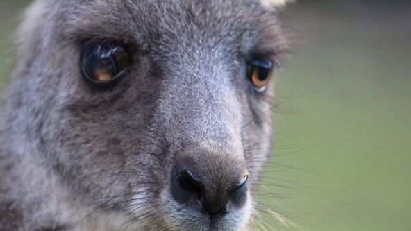 Po požárech: Obnova australské divočiny