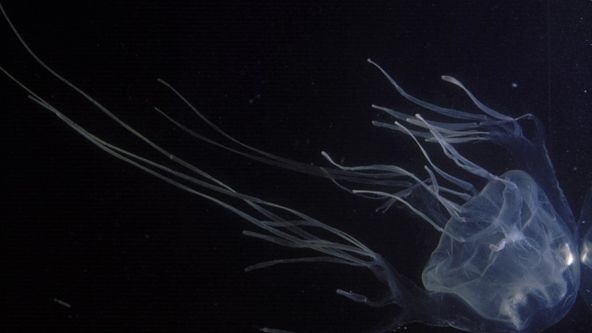 Nejnebezpečnější medúza na světě