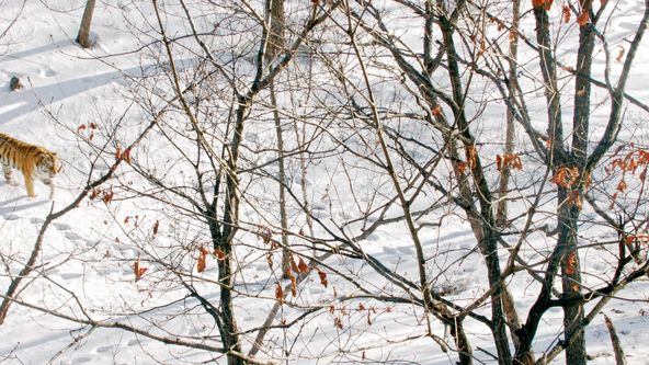 Tajemné království tygrů ussurijských