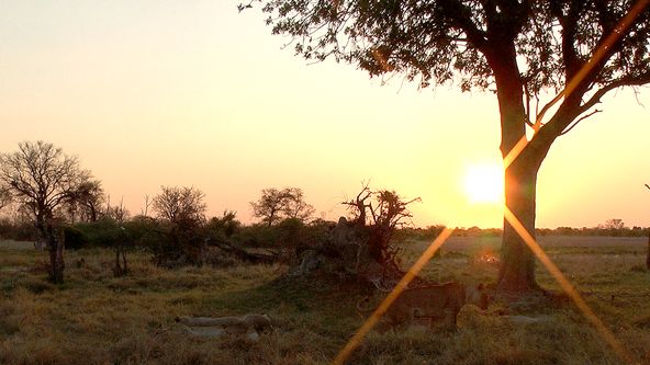 Pobřeží predátorů