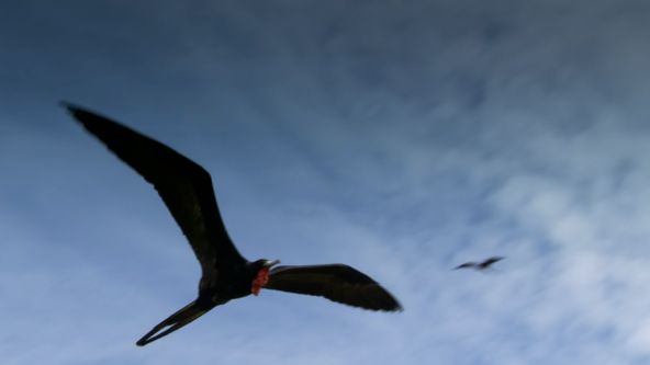 Nejdokonalejší tvorové v umění přežít (3/5)