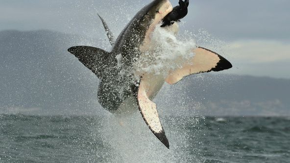 Bleskové útoky v přírodě (1)
