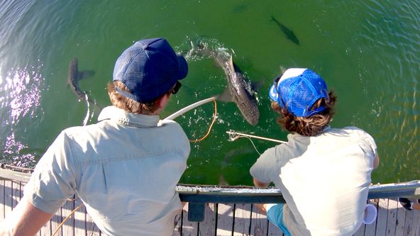 Australský veterinář II (1)