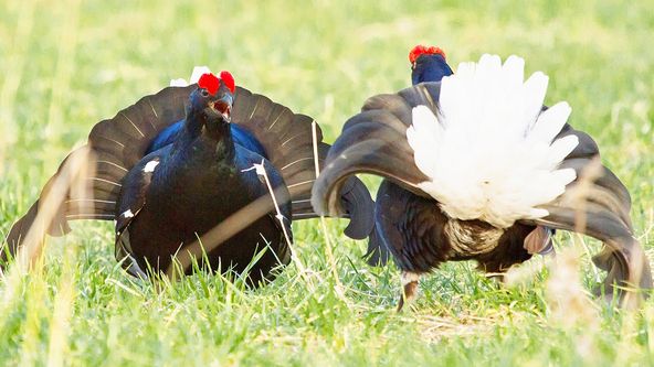 Zázračná planeta: Nejskvělejší tanečníci přírody (2/2)
