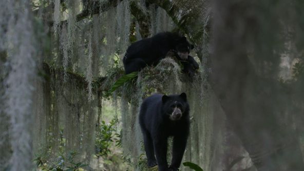 Království divočiny: Medvěd brýlatý, Ekvádor