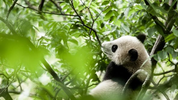 Námluvy ve světě zvířat (5/5)