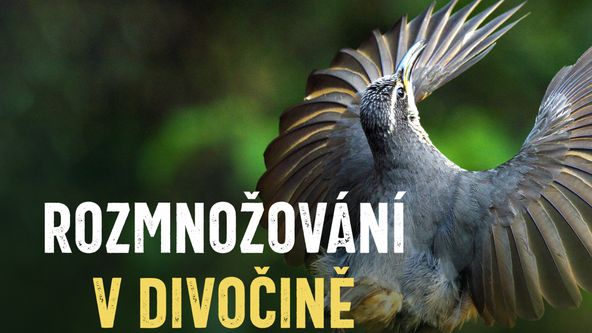 Rozmnožování v divočině