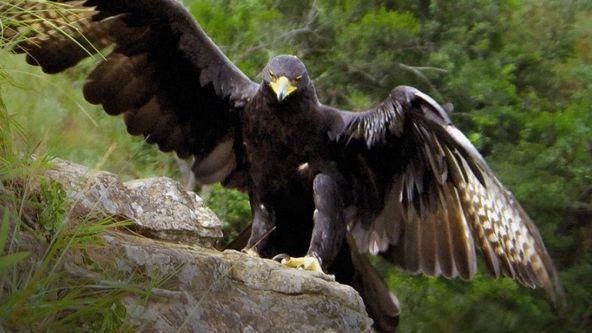 Skrytá království Afriky (2)