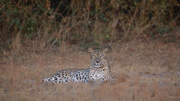 Divoká Srí Lanka ‒ levhartí království