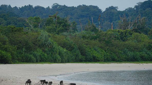 Nikobary: Opičí příběh