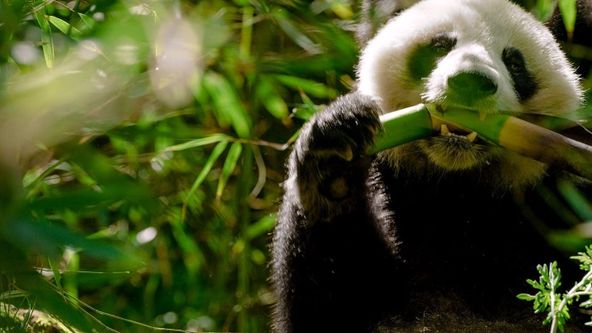 Skrytá království čínské divočiny (1)