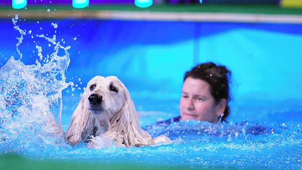 Top Dog Germany - Der beste Hund Deutschlands