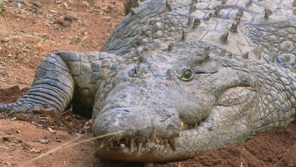 Největší zabijáci Afriky V (3)