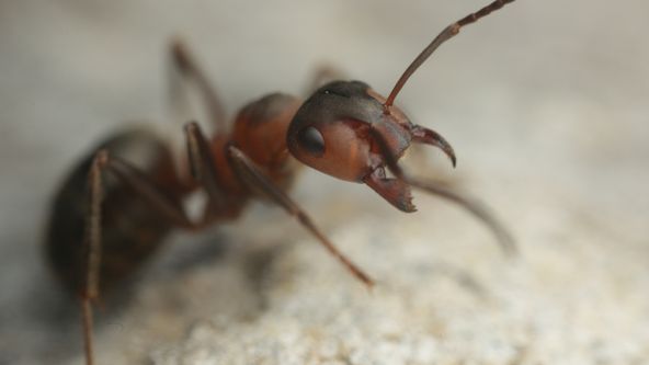 Perfektní rodiče v přírodě