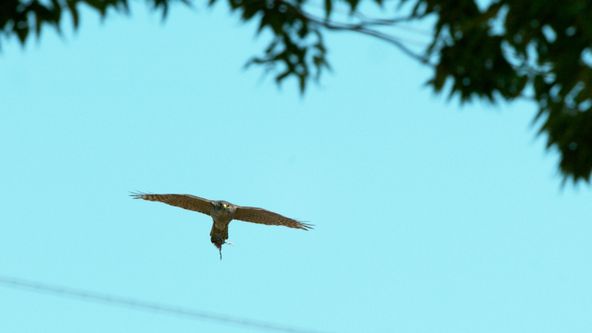 Království divočiny: Krahujec menší, Japonsko