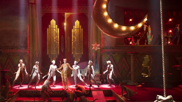 Kočky