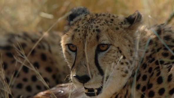 Největší zabijáci Afriky: Neobvyklí zabijáci IV (1)