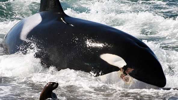 Velryby zabijáci