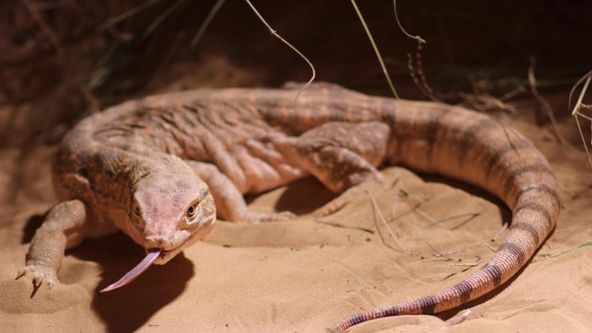 Úžasná zvířata Dubaje