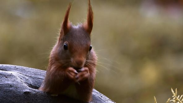 Paní veverka - dobrodružství tisíce a jednoho oříšku