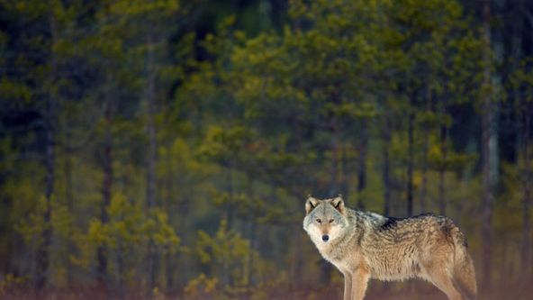 Vlk: Tulák bez hranic (1)