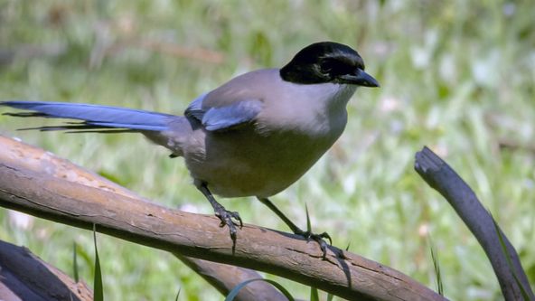 Straky: Více než černobílá