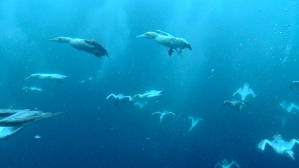 Úžasní mořští predátoři (1)