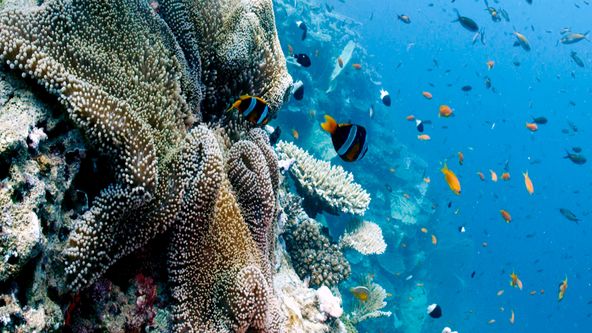 Tvořivá díla zvířecí říše (1/3)