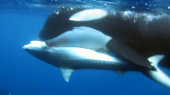 Žralok versus keporkak