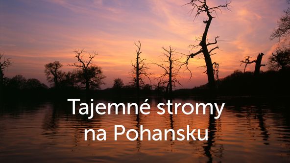 Tajemné stromy na Pohansku