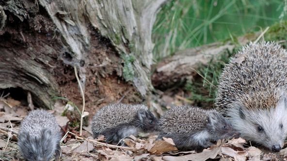 Podivuhodná cesta ježka Aladina