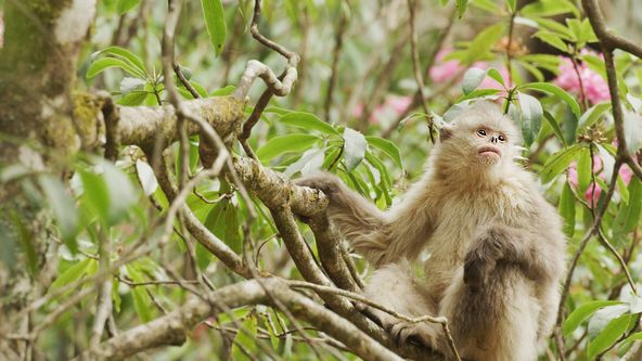 Zázračná planeta: Země pohledem z vesmíru (1/4)
