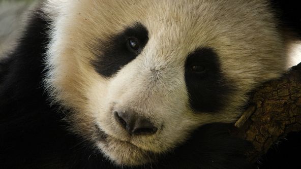 Zázračná planeta: Klenoty čínské přírody (2/3)