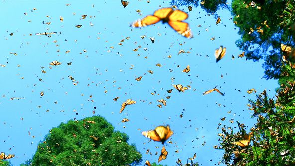 Zázračná planeta: Záhady zvířecích shromáždění