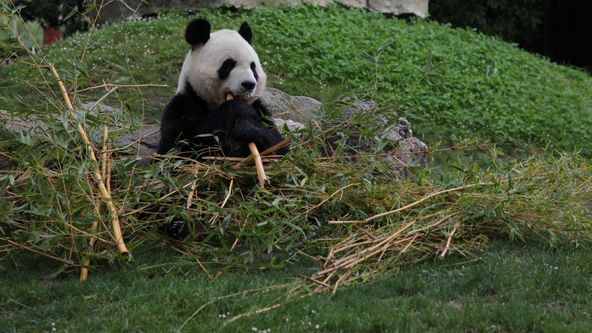 Přírodní kuriozity Davida Attenborougha IV (5)