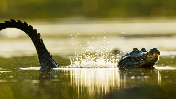 Námluvy ve světě zvířat (4/5)